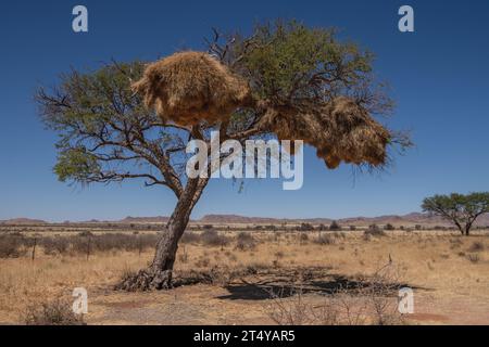 Sociable weaver nest, Philetairus socius,  Ploceidae, Namibia, Africa Stock Photo