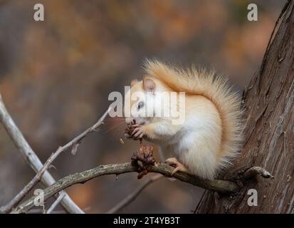 White squirrel (leucistic red squirrel) sitting on a branch eating in the forest in autumn Stock Photo