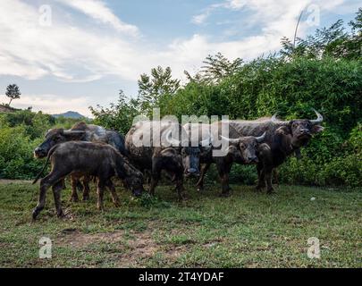 Herd of domestic water buffalo (Bubalis bubalis) Luang Prabang, Laos Stock Photo