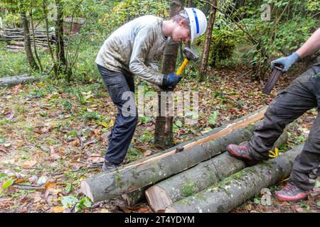 Man using metal wedges and a mallet to split a length of sweet chestnut tree trunk to make wooden fence posts Stock Photo