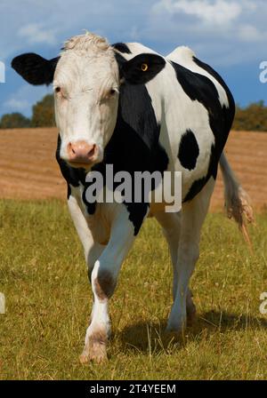 Spotted Black and White Holstein Cattle Grazing in a Green Field Stock ...