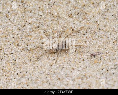 Sand Bear Wolf Spider, Arctosa perita, adult on sandy beach Coastal Norfolk Stock Photo