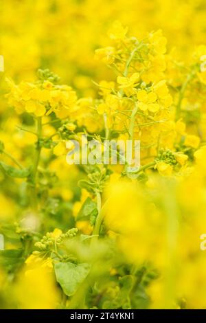 Yellow rapeseed flowers blossoming in indoor garden Stock Photo