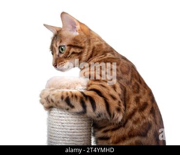 Bengal cat plays with a scratching post on a white background. Accustoming a cat to a scratching post. Stock Photo