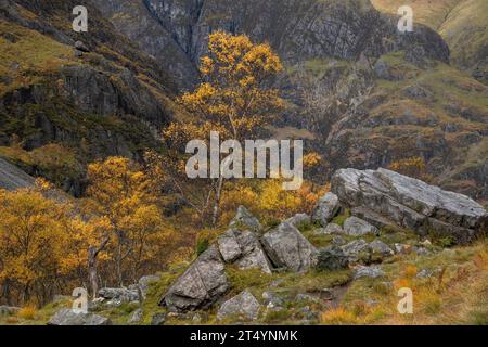 Birch trees in autumn on the trail to the Hidden Valley, Glencoe, Highlands, Scotland Stock Photo