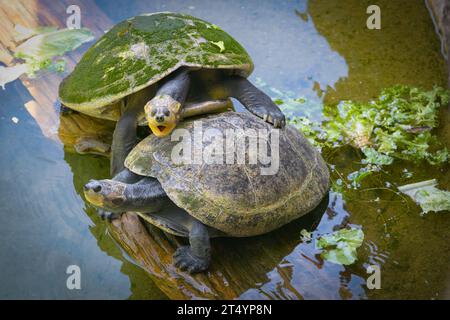 Two yellow-spotted Amazon river turtles on a log. Stock Photo