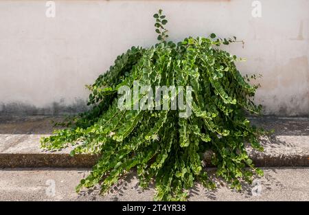 Capparis spinosa on old wall, is mediterranean perennial plant in Puglia. Stock Photo