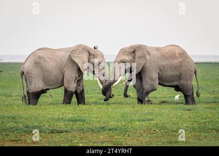 African Elephants in Masai Mara, Amboseli, Kenya, Africa Stock Photo