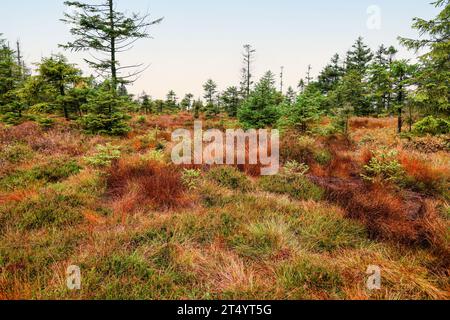 Highland bog in autumn. Landscape wilderness of the Harz National Park in Lower Saxony, Germany. Stock Photo