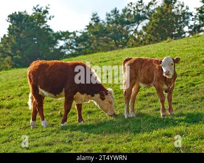 Hereford breed of brown cows grazing on sustainable farm in pasture field in the countryside. Raising and breeding livestock animals in agribusiness Stock Photo