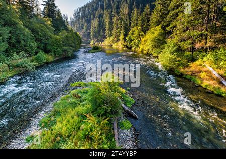 forest river in spring. water flows among the mossy rocks