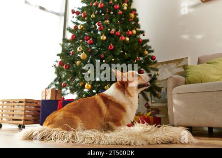 cute corgi dog sitting on fluffy and soft carpet and looking up near decorated Christmas tree Stock Photo