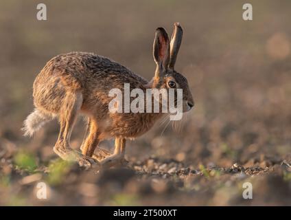 Brown Hare ( Lepus europaeus) filling the frame ,  running across a sugar beet field, showing  it's long legs and flexible spine. Suffolk,UK Stock Photo