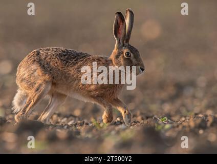 Brown Hare ( Lepus europaeus) filling the frame ,  running across a sugar beet field, showing  it's long legs and flexible spine. Suffolk,UK Stock Photo