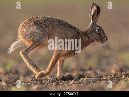 Brown Hare ( Lepus europaeus) filling the frame ,  running across a sugar beet field, showing  it's long legs and flexible spine. Suffolk,UK Stock Photo