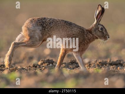 Brown Hare ( Lepus europaeus) filling the frame ,  running across a sugar beet field, showing  it's long legs and flexible spine. Suffolk,UK Stock Photo