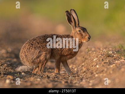 A close up  shot of a wild Brown Hare( Lepus europaeus) , Poised ready to run , on the edge of the farmers field in the golden light.  Suffolk, UK. Stock Photo