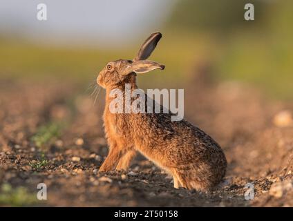 A close up  shot of a wild Brown Hare( Lepus europaeus), Poised ready to run, on the edge of the farmers beet field in the golden light.  Suffolk, UK. Stock Photo