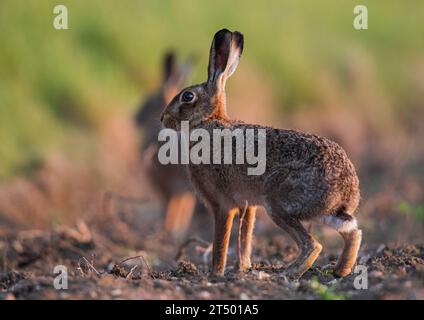 A close up detailed shot of a wild Brown Hare , Poised ready to run , on the edge of thefiled in the golden light ./  Suffolk, UK. Stock Photo