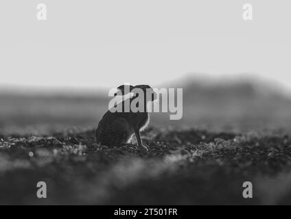 An unusual , mononchrome silhouette type shot of a Brown hare (Lepus europaeus) on the edge of a newly drilled sugar beet field . Suffolk, UK. Stock Photo