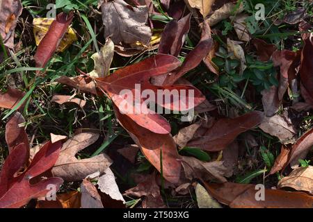 A mixture of autumn leaves in a variety of colors and shapes form a multi-colored fall background. Stock Photo