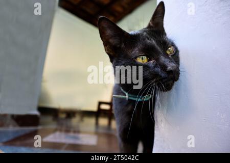 A sleek black Persian cat gazes intently out the window, its bright eyes reflecting curiosity and elegance. Perfect for pet lovers Stock Photo