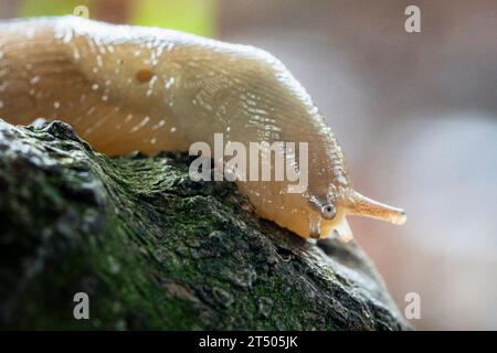 Yellow slug, limacus flavus, crawling on a tree bark with wet rained gray colors in an autumn forest with soft background and bokeh Stock Photo