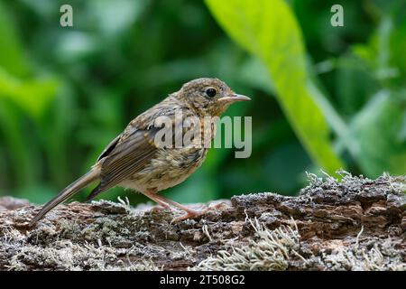 Rotkehlchen, Jungvogel, juvenil, Erithacus rubecula, robin, European robin, robin redbreast, squab, juvenile, Le Rouge-gorge familier Stock Photo