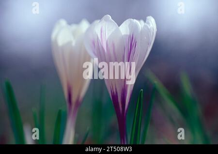 Crocus vernus close-up with shallow depth of field Stock Photo