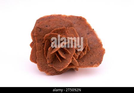 Saharan desert rose is a sedimentary rock composed mainly by gypsum. Sample. Stock Photo