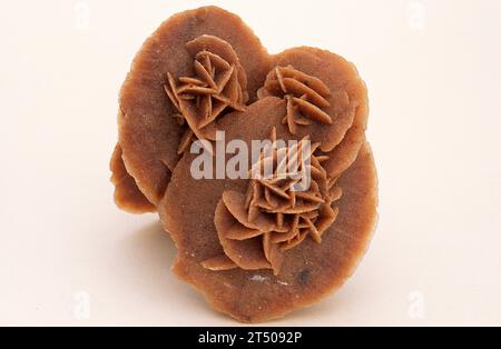 Saharan desert rose is a sedimentary rock composed mainly by gypsum. Sample. Stock Photo