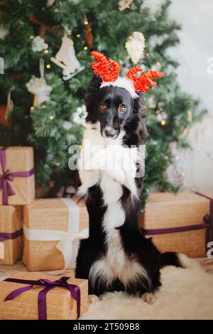 Cute dog with reindeer antlers, Christmas celebration Stock Photo