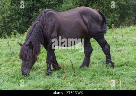 A majestic horse in this beautiful outdoor pasture, Asturias, Spain Stock Photo