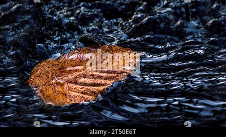 A withered leaf in the water, dark mood, minimalism, horizontal, 16:9 Stock Photo