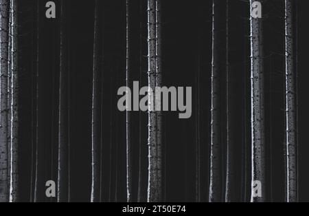 A close-up of the trunks of pine trees with a bit of snow in a dark forest, moody atmosphere, matte and textured effect, monochrome, minimalism Stock Photo