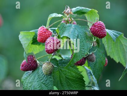 Fruits of raspberry and green leaves on a bush branch Stock Photo