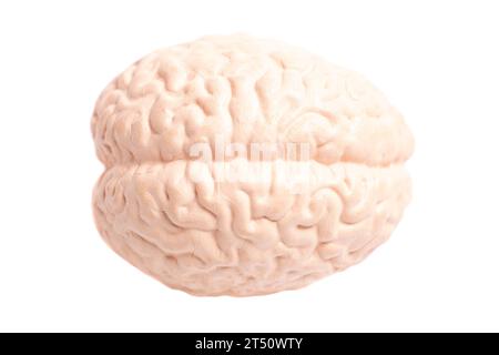 Human brain anatomical model isolated on white background Stock Photo ...