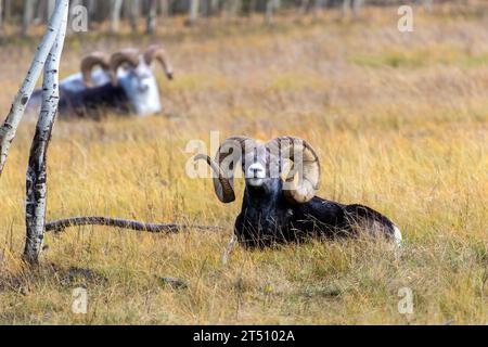 A lone Thinhorn sheep at rest in the Yukon Wildlife Preserve near Whitehorse, Yukon, Canada. Stock Photo