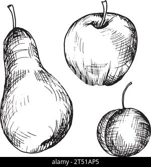 Vector graphic illustration of hand drawn plum,apple, pear. Black and white drawing of plum. Stock Vector