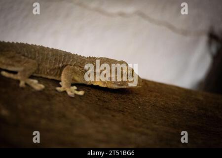 Gecko on a branch. Stock Photo