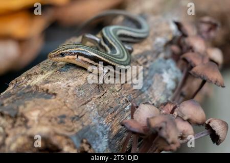 Common Five Lined Skink Stock Photo