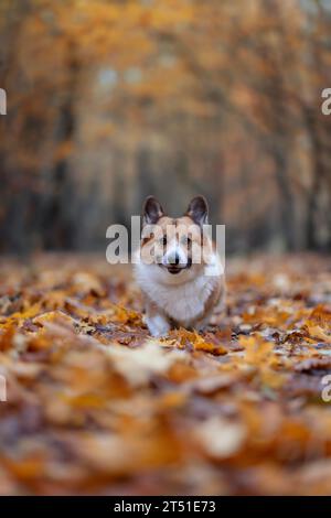 cute corgi dog puppy runs merrily in the autumn park among the fallen golden leaves Stock Photo