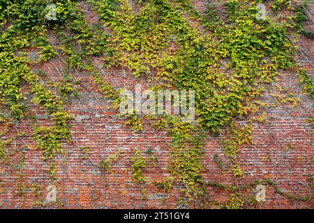 Green ivy covered red brick wall Stock Photo