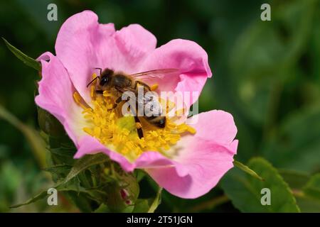 Bee collecting pollen on the pink flower of a dog rose with many yellow stamens Stock Photo