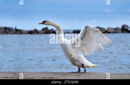 Mute swan (Cygnus olor) standing upright with backwards spreading wings - Usedom, Baltic Sea Stock Photo