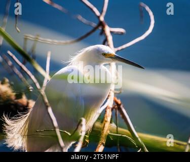 Close up of a Snowy Egret (Egretta thula) perched on a log at the Sepulveda Basin Wildlife Reserve in Van Nuys, CA. Stock Photo