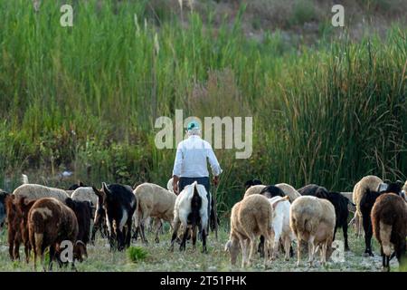 Old shepherd grazing his sheep and goats Stock Photo