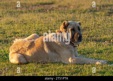 Large sheepdog lying in the grass in Turkey Stock Photo