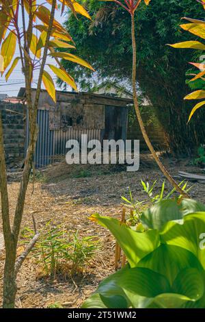 Old and Rusty Hut near Bamboo trees in the back yard Stock Photo