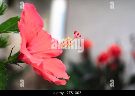 Red hibiscus flower in bloom with long pistil and yellow pollen Stock Photo